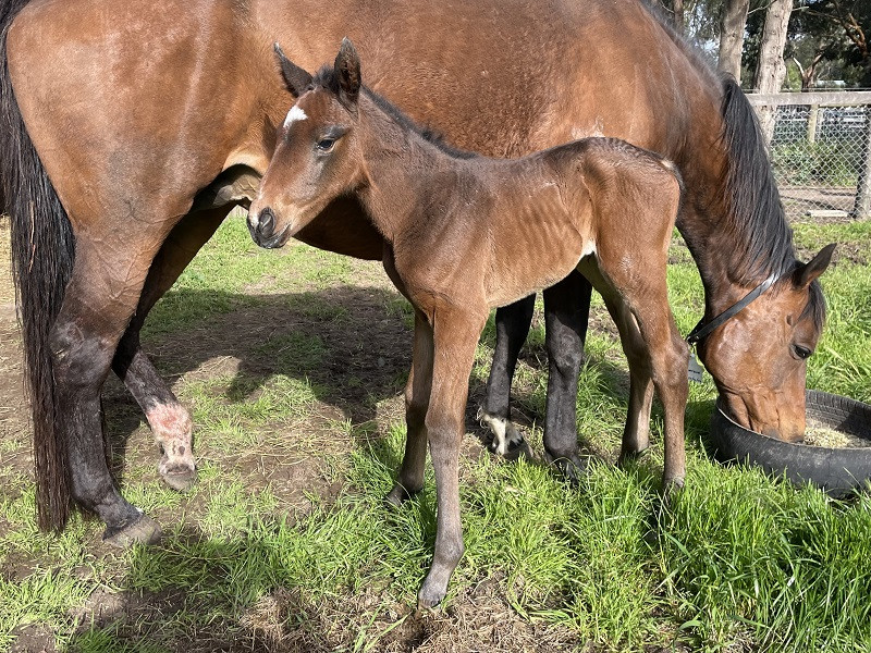 085 Bowerbird x Tiger Of Malay bbrf 10-01